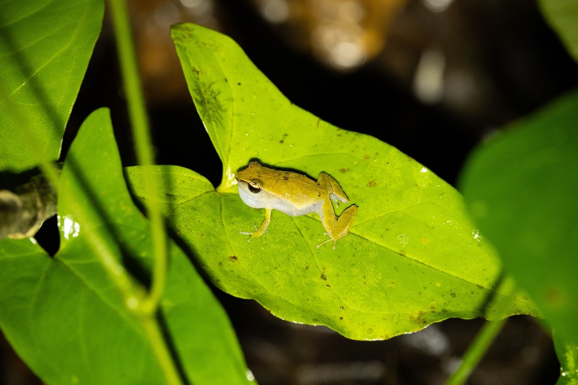 Grass coqu&iacute; (Eleutherodactylus brittoni) Sabana, Luquillo, Puerto Rico. Nov 24, 2024 Eleutherodactylus brittoni,Fall,Geotagged,Grass coqu&iacute;,Puerto Rico