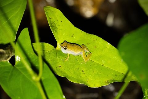 Grass coqu&iacute; (Eleutherodactylus brittoni) Sabana, Luquillo, Puerto Rico. Nov 24, 2024 Eleutherodactylus brittoni,Fall,Geotagged,Grass coqu&iacute;,Puerto Rico
