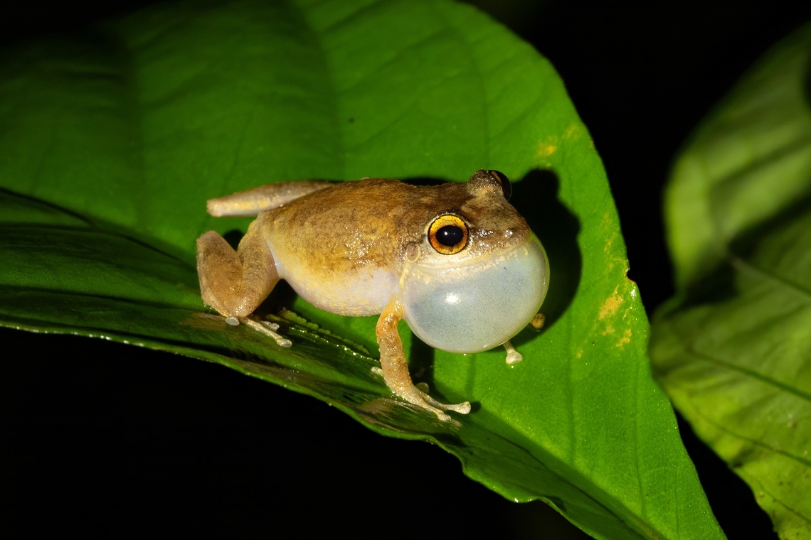Common coquí (Eleutherodactylus coqui) Vereda Angelito, Luquillo, Puerto Rico. Nov 24, 2024 Common coquí,Eleutherodactylus coqui,Fall,Geotagged,Puerto Rico