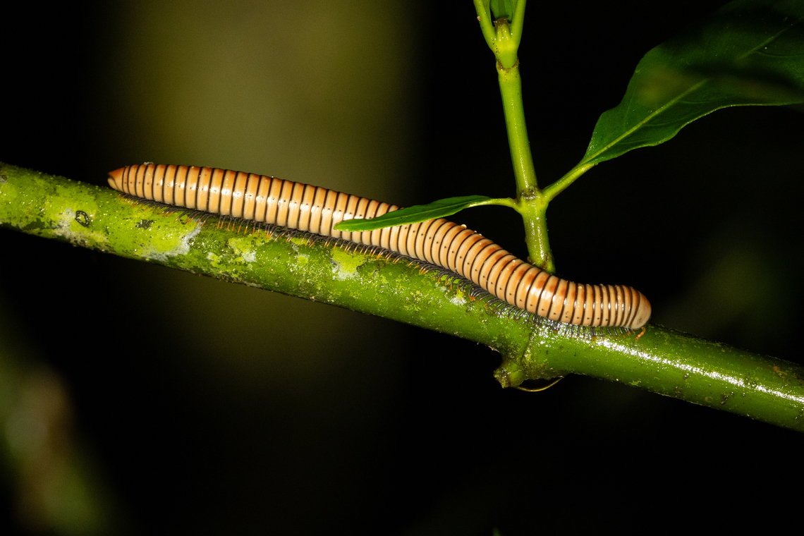 Tree Millipede (Anadenobolus arboreus) Vereda Angelito, Luquillo, Puerto Rico. Nov 24, 2024 Anadenobolus arboreus,Fall,Geotagged,Puerto Rico,Tree Millipede