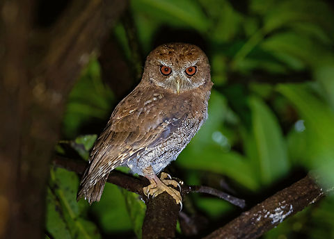 Puerto Rican owl (Gymnasio nudipes) Sabana, Luquillo, Puerto Rico. Nov 24, 2024 Fall,Geotagged,Gymnasio nudipes,Puerto Rican owl,Puerto Rico