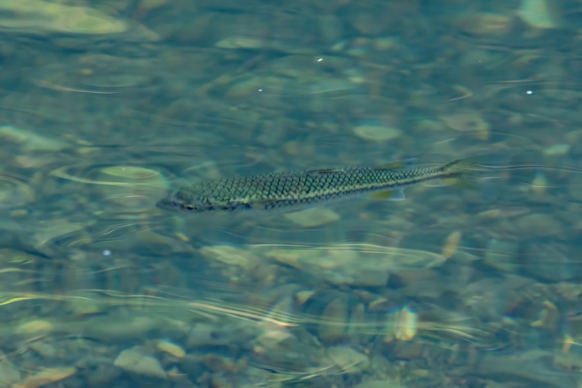 Mountain Mullet (Dajaus monticola) Vereda Angelito, Luquillo, Puerto Rico. Nov 23, 2024 Dajaus monticola,Fall,Geotagged,Mountain mullet,Puerto Rico
