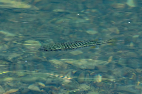 Mountain Mullet (Dajaus monticola) Vereda Angelito, Luquillo, Puerto Rico. Nov 23, 2024 Dajaus monticola,Fall,Geotagged,Mountain mullet,Puerto Rico