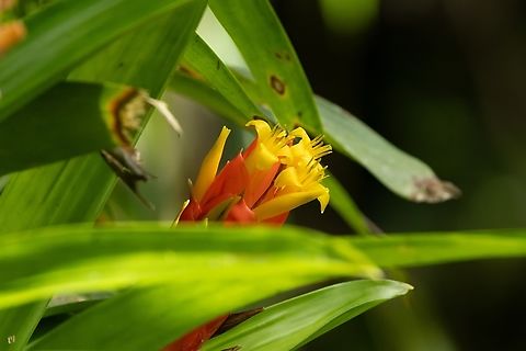 Bertero's Tufted Airplant