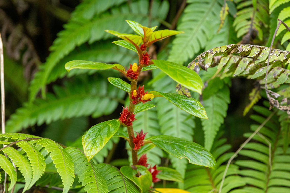 Tibey de Cresta (Columnea ambigua) El Yunque National Forest, Puerto Rico. Nov 23, 2024 Columnea ambigua,Fall,Geotagged,Puerto Rico,Tibey de Cresta
