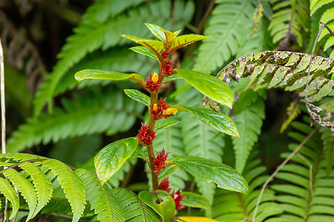 Tibey de Cresta (Columnea ambigua) El Yunque National Forest, Puerto Rico. Nov 23, 2024 Columnea ambigua,Fall,Geotagged,Puerto Rico,Tibey de Cresta