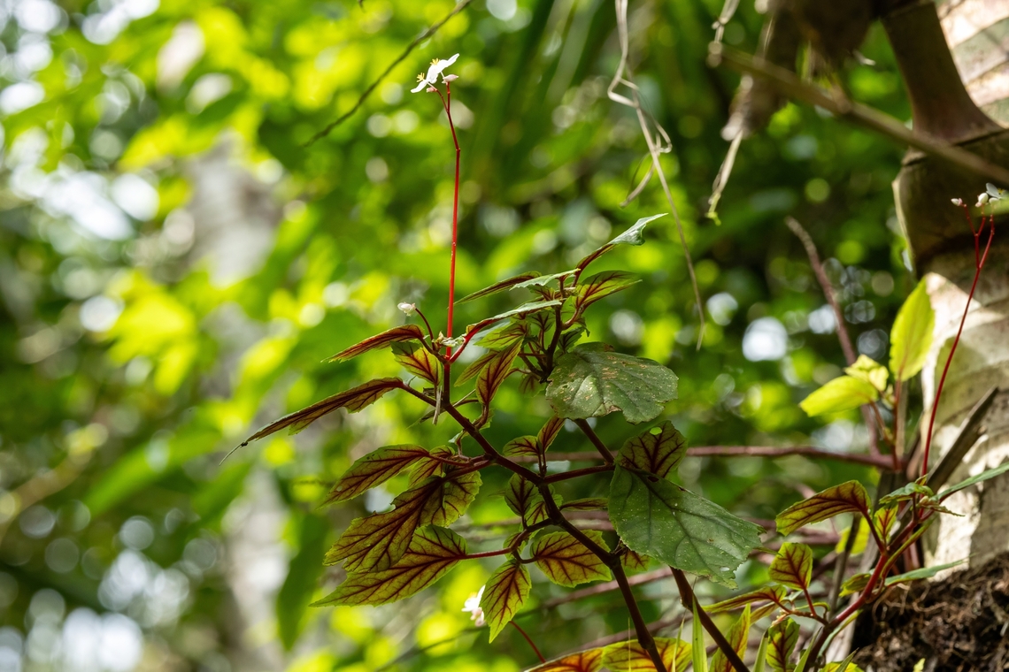 Coraz&oacute;n de Poeta (Begonia decandra) El Yunque National Forest, Puerto Rico. Nov 23, 2024 Begonia decandra,Fall,Geotagged,Puerto Rico