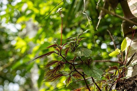 Coraz&oacute;n de Poeta (Begonia decandra) El Yunque National Forest, Puerto Rico. Nov 23, 2024 Begonia decandra,Fall,Geotagged,Puerto Rico