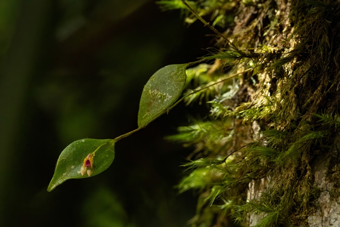Woodbury's Babyboot Orchid (Lepanthes woodburyana) El Yunque National Forest, Puerto Rico. Nov 23, 2024 Fall,Geotagged,Lepanthes woodburyana,Puerto Rico,Woodbury's Babyboot Orchid