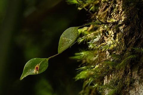Woodbury's Babyboot Orchid (Lepanthes woodburyana) El Yunque National Forest, Puerto Rico. Nov 23, 2024 Fall,Geotagged,Lepanthes woodburyana,Puerto Rico,Woodbury's Babyboot Orchid