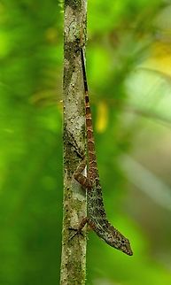 Gundlach&rsquo;s Anole (Anolis gundlachi) El Yunque National Forest, Puerto Rico. Nov 23, 2024 Anolis gundlachi,Fall,Geotagged,Puerto Rico