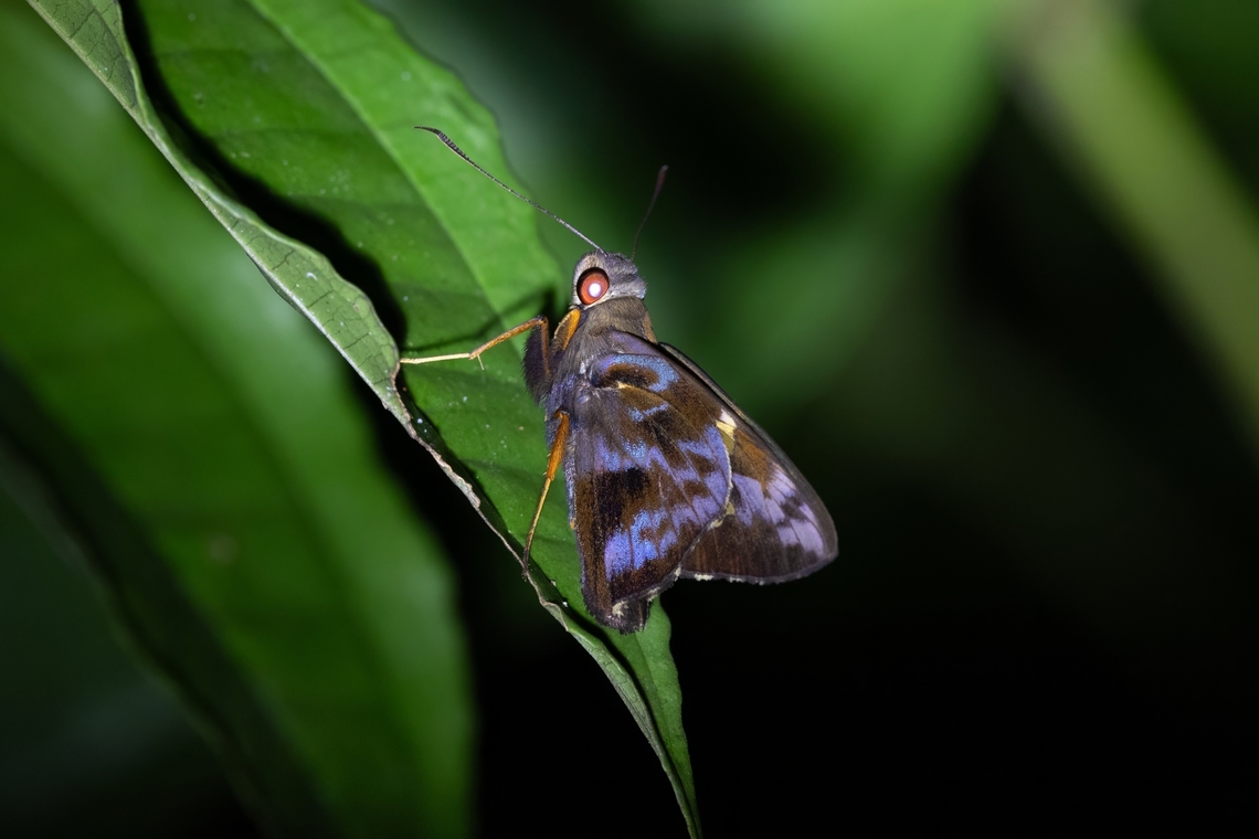 Caribbean Ruby-Eye (Perichares philetes) Sabana, Luquillo, Puerto Rico. Nov 23, 2024 Fall,Geotagged,Green-backed Ruby-eye,Perichares philetes,Puerto Rico
