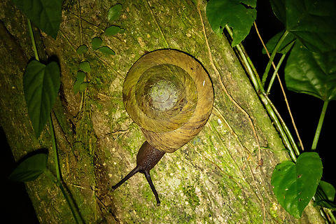 Puerto Rican Tree Snail (Caracolus caracolla) Sabana, Luquillo, Puerto Rico. Nov 22, 2024 Caracolus caracolla,Fall,Geotagged,Puerto Rican Tree Snail,Puerto Rico