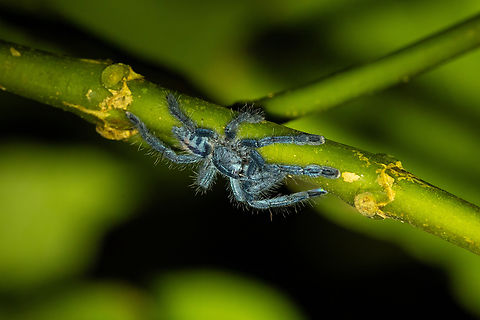 Puerto Rican Pinktoe Tarantula (Caribena laeta) Sabana, Luquillo, Puerto Rico. Nov 22, 2024 Caribena laeta,Fall,Geotagged,Puerto Rico
