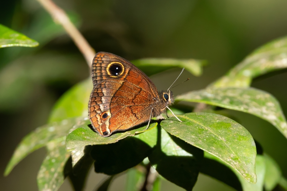 Puerto Rican Calisto (Calisto nubila) Bosque Estatal de Maricao, Puerto Rico. Nov 22, 2024 Calisto nubila,Fall,Geotagged,Puerto Rico