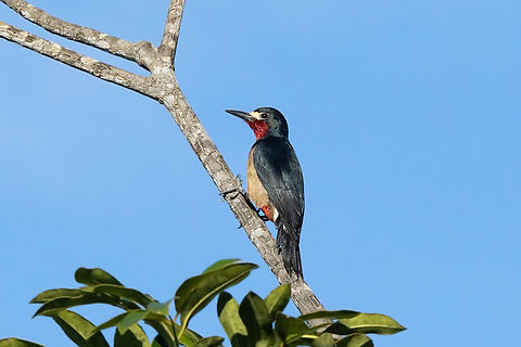 Puerto Rican woodpecker (Melanerpes portoricensis) Bosque Estatal de Maricao, Puerto Rico. Nov 22, 2024 Fall,Geotagged,Melanerpes portoricensis,Puerto RIcan woodpecker,Puerto Rico