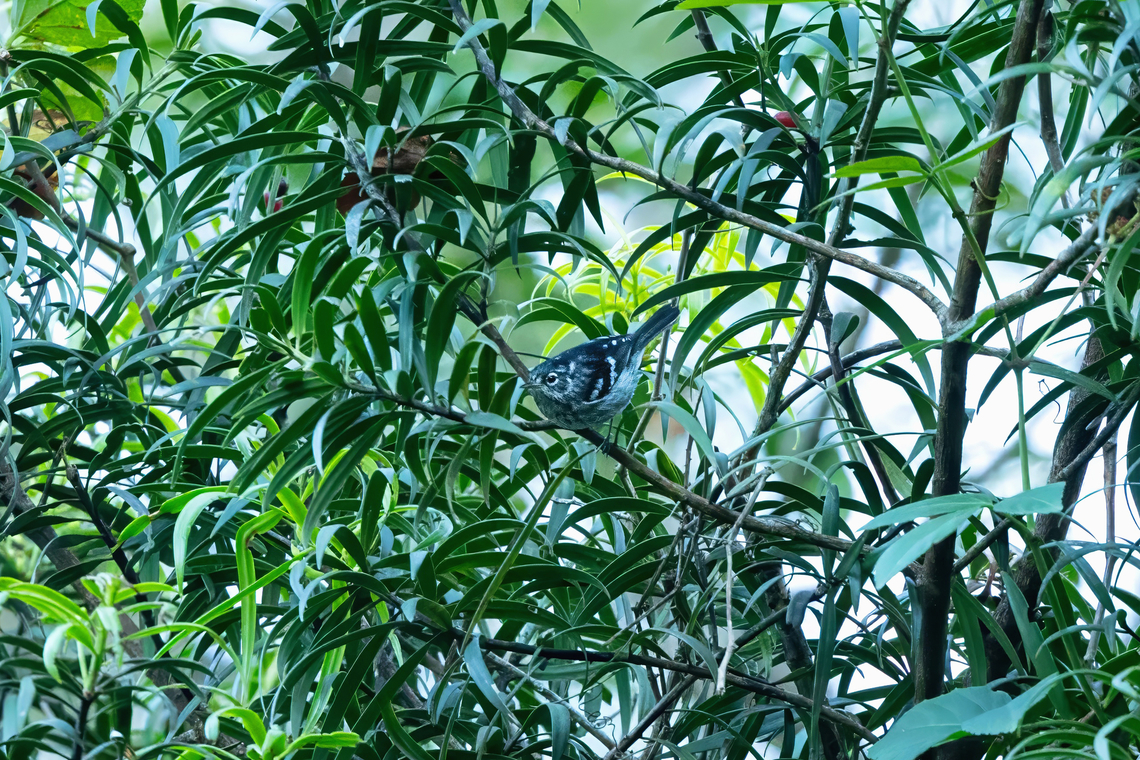 Elfin-woods Warbler (Setophaga angelae) Bosque Estatal de Maricao, Puerto Rico. Nov 22, 2024 Elfin-woods Warbler,Fall,Geotagged,Puerto Rico,Setophaga angelae
