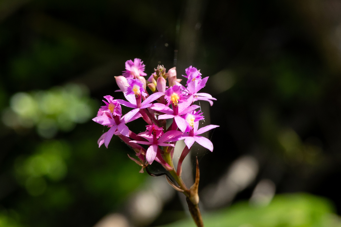 Epidendrum ackermanii (Orchidaceae) Bosque Estatal de Maricao, Puerto Rico. Nov 21, 2024 Epidendrum ackermanii,Fall,Geotagged,Puerto Rico