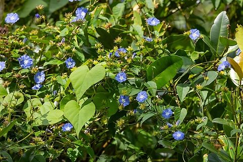 Skyblue Clustervine (Jacquemontia pentanthos) Bosque Estatal de Maricao, Puerto Rico. Nov 21, 2024 Fall,Geotagged,Jacquemontia pentanthos,Puerto Rico,Skyblue clustervine