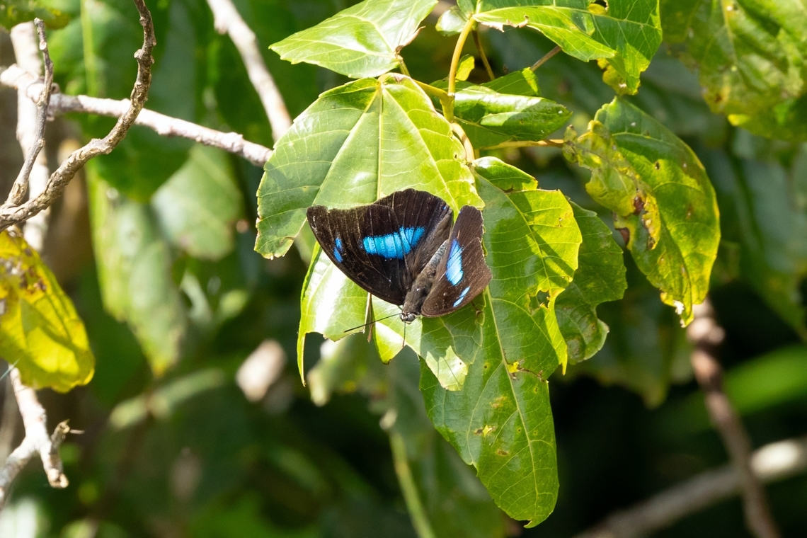 Two-spotted Prepona (Archaeoprepona demophoon) Bosque Estatal de Maricao, Puerto Rico. Nov 21, 2024 Archaeoprepona demophoon,Fall,Geotagged,Puerto Rico,Two-spotted Prepona