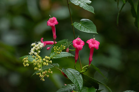 Ipomoea repanda (Convolvulaceae Bosque Estatal de Maricao, Puerto Rico. Nov 21, 2024 Fall,Geotagged,Ipomoea repanda,Puerto Rico