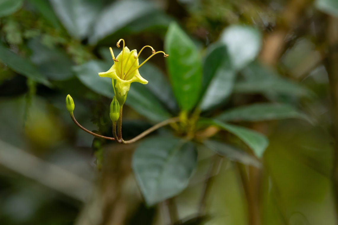 Gesneria pedunculosa (Gesneriaceae) Bosque Estatal de Maricao, Puerto Rico. Nov 21, 2024 Fall,Geotagged,Gesneria pedunculosa,Puerto Rico