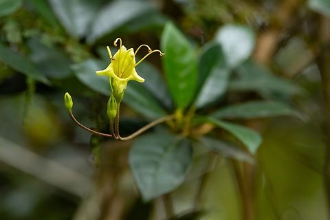 Gesneria pedunculosa