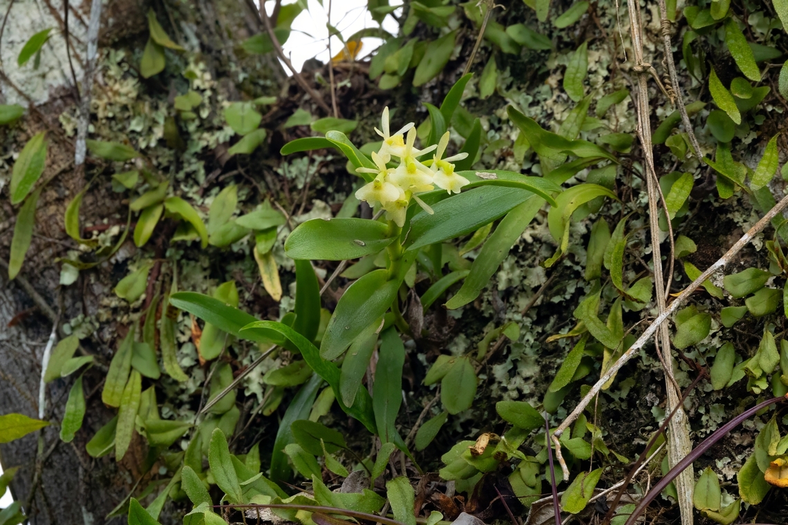 Epidendrum boricuarum (Orchidaceae) Bosque Estatal de Maricao, Puerto Rico. Nov 21, 2024 Epidendrum boricuarum,Fall,Geotagged,Puerto Rico