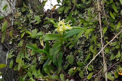 Epidendrum boricuarum (Orchidaceae) Bosque Estatal de Maricao, Puerto Rico. Nov 21, 2024 Epidendrum boricuarum,Fall,Geotagged,Puerto Rico