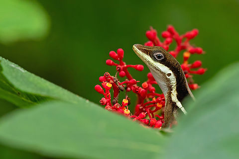 Krug's Anole (Anolis krugi) Bosque Estatal de Maricao, Puerto Rico. Nov 21, 2024 Anolis krugi,Fall,Geotagged,Olive Bush Anole,Puerto Rico