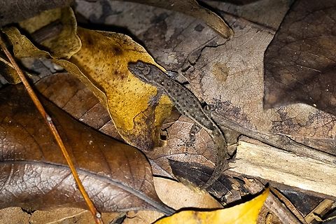 Puerto Rican Crescent Sphaero