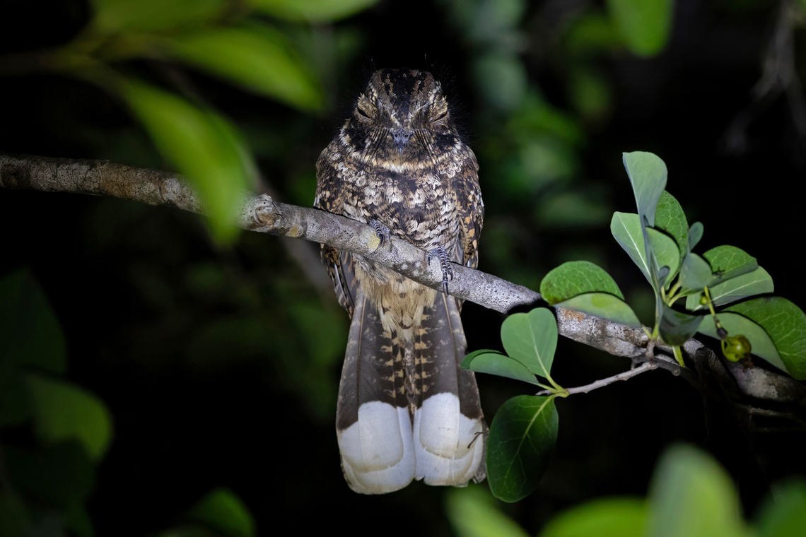 Puerto Rican Nightjar (Antrostomus noctitherus) La Parguera, Puerto Rico. Nov 21, 2024 Antrostomus noctitherus,Fall,Geotagged,Puerto Rican nightjar,Puerto Rico