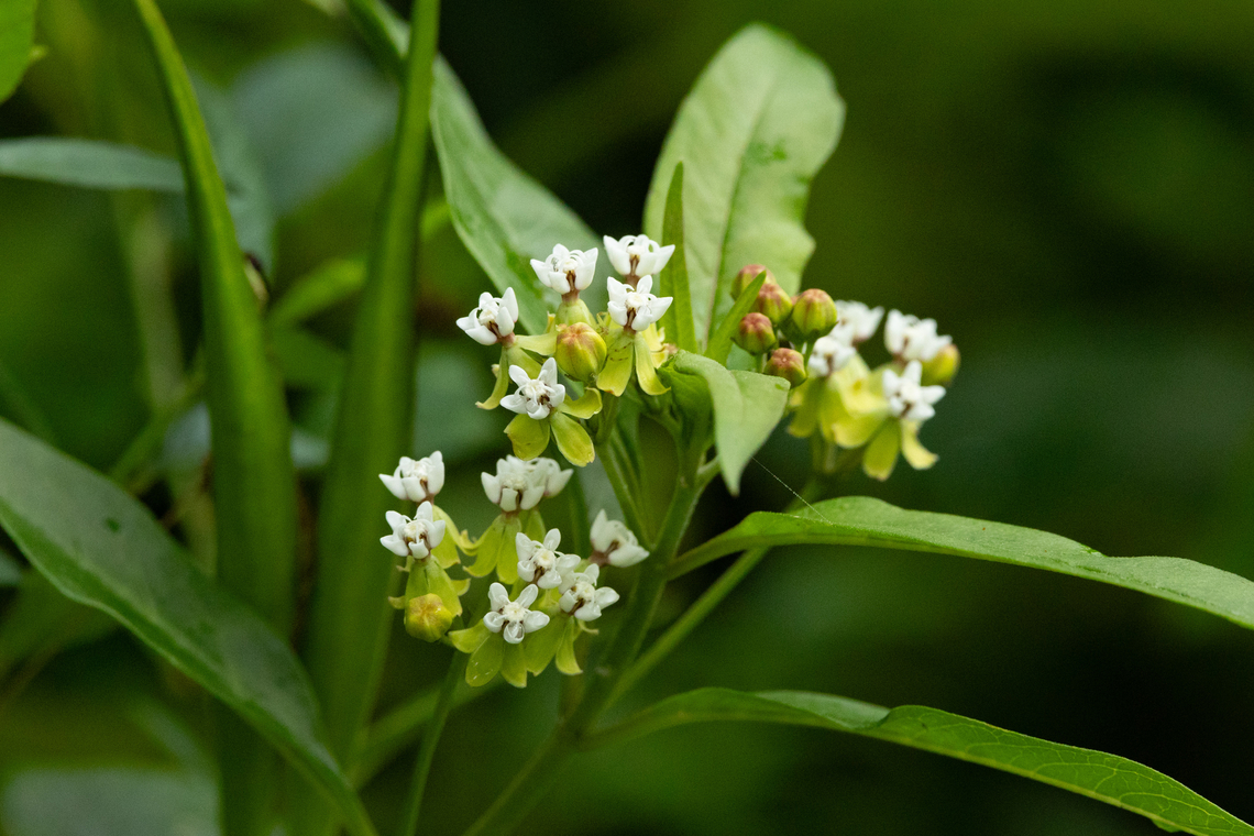 Caribbean Milkweed (Asclepias nivea) Cerro de Punta, Puerto Rico. Nov 18, 2024 Asclepias nivea,Fall,Geotagged,Puerto Rico
