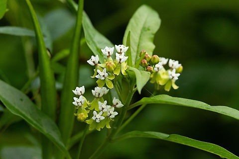 Caribbean Milkweed (Asclepias nivea) Cerro de Punta, Puerto Rico. Nov 18, 2024 Asclepias nivea,Fall,Geotagged,Puerto Rico