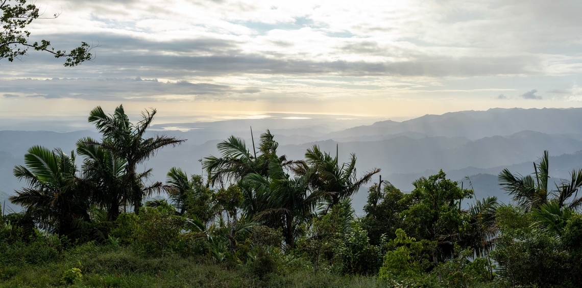 Sierra Palm (Prestoea acuminata subsp. montana) Bosque Estatal Toro Negro, Puerto Rico. Nov 18, 2024 Fall,Geotagged,Prestoea acuminata,Puerto Rico