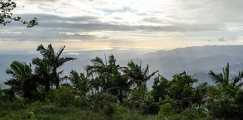 Sierra Palm (Prestoea acuminata subsp. montana) Bosque Estatal Toro Negro, Puerto Rico. Nov 18, 2024 Fall,Geotagged,Prestoea acuminata,Puerto Rico