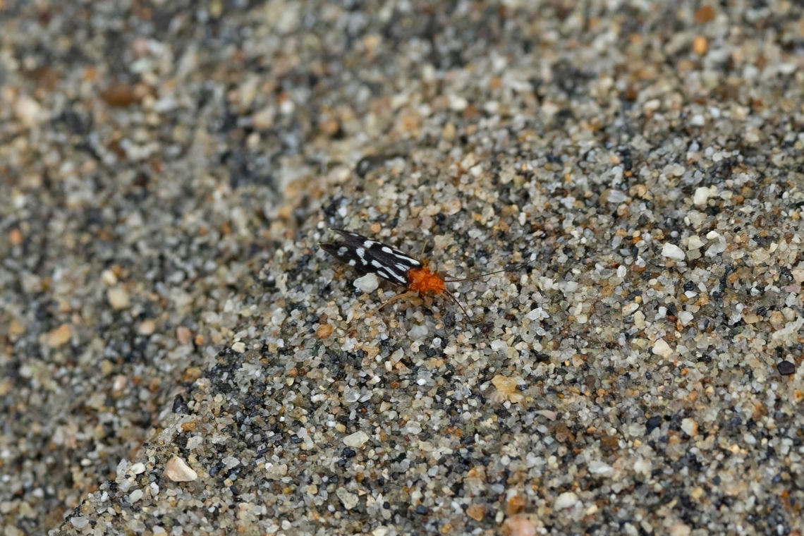 Chimarra albomaculata (Philopotamidae) Ca&ntilde;on Blanco, Puerto Rico. Nov 18, 2024 Chimarra albomaculata,Fall,Geotagged,Puerto Rico