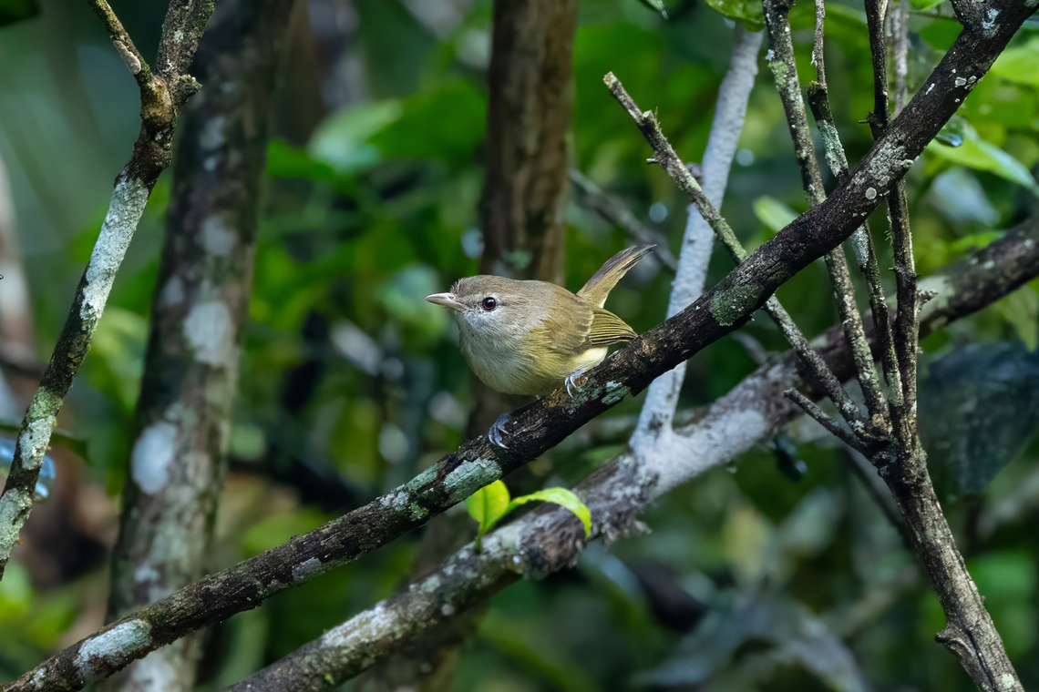 Puerto Rican Vireo (Vireo latimeri) Bosque Estatal de R&iacute;o Abajo, Puerto Rico. Nov 18, 2024 Fall,Geotagged,Puerto Rican vireo,Puerto Rico,Vireo latimeri