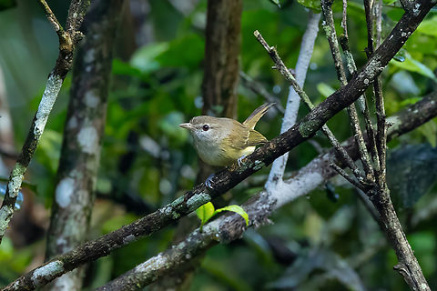 Puerto Rican Vireo (Vireo latimeri) Bosque Estatal de Río Abajo, Puerto Rico. Nov 18, 2024 Fall,Geotagged,Puerto Rican vireo,Puerto Rico,Vireo latimeri