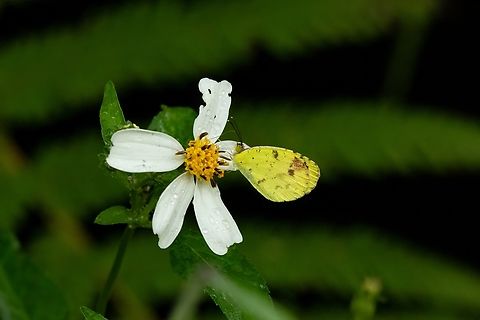 Little Yellow (Pyrisitia lisa) Bosque Estatal Toro Negro, Puerto Rico. Nov 18, 2024 Eurema lisa,Fall,Geotagged,Little Yellow,Puerto Rico