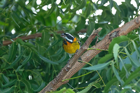 Puerto Rican Spindalis (Spindalis portoricensis) La Parguera, Puerto Rico. Nov 20, 2024 Fall,Geotagged,Puerto Rican spindalis,Puerto Rico,Spindalis portoricensis