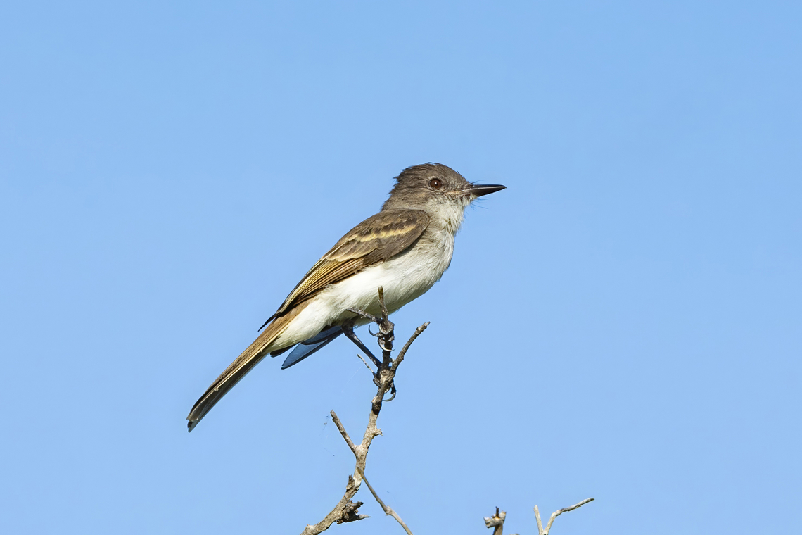 Puerto Rican Flycatcher (Myiarchus antillarum) Cabo Rojo Peninsula, Puerto Rico. Nov 20, 2024 Fall,Geotagged,Myiarchus antillarum,Puerto Rican flycatcher,Puerto Rico