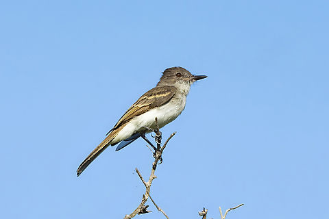 Puerto Rican Flycatcher (Myiarchus antillarum) Cabo Rojo Peninsula, Puerto Rico. Nov 20, 2024 Fall,Geotagged,Myiarchus antillarum,Puerto Rican flycatcher,Puerto Rico