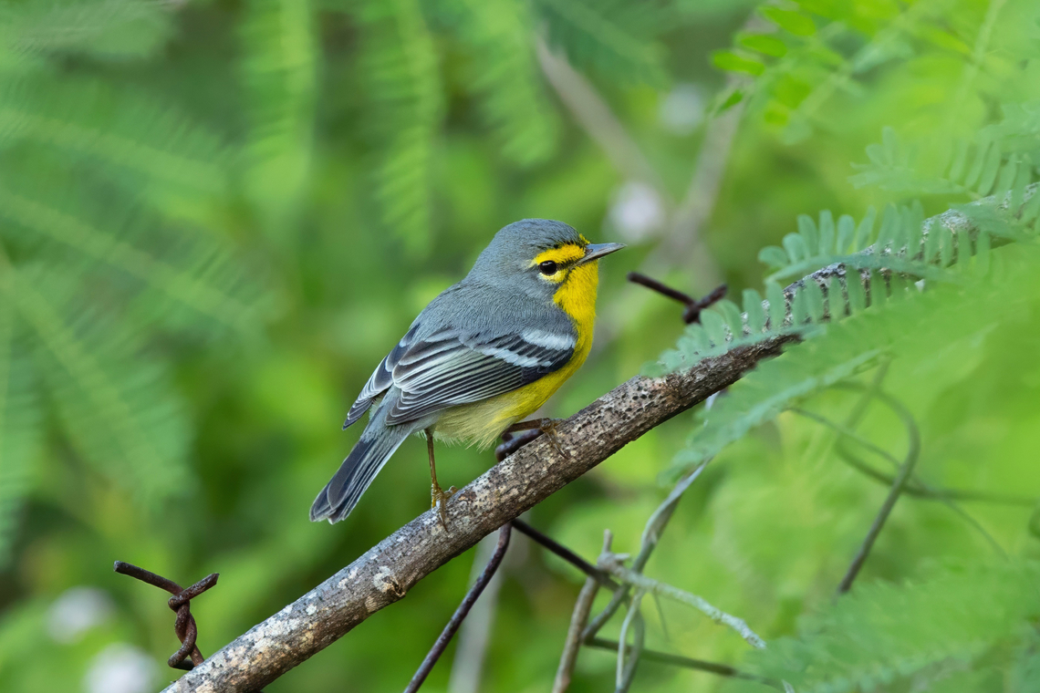 Adelaide's Warbler (Setophaga adelaidae) La Parguera, Puerto Rico. Nov 20, 2024 Adelaides warbler,Fall,Geotagged,Puerto Rico,Setophaga adelaidae