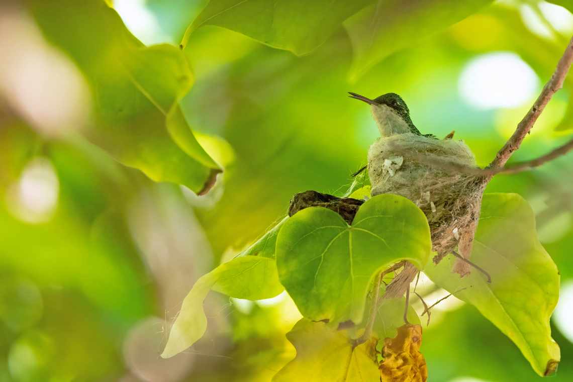 Puerto Rican Emerald (Riccordia maugaeus) Cabo Rojo Peninsula, Puerto Rico. Nov 20, 2024 Fall,Geotagged,Puerto Rican emerald,Puerto Rico,Riccordia maugaeus