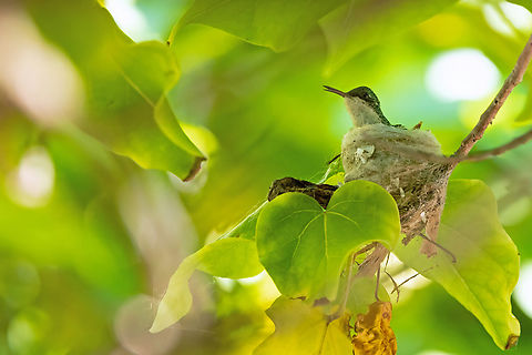Puerto Rican Emerald (Riccordia maugaeus) Cabo Rojo Peninsula, Puerto Rico. Nov 20, 2024 Fall,Geotagged,Puerto Rican emerald,Puerto Rico,Riccordia maugaeus