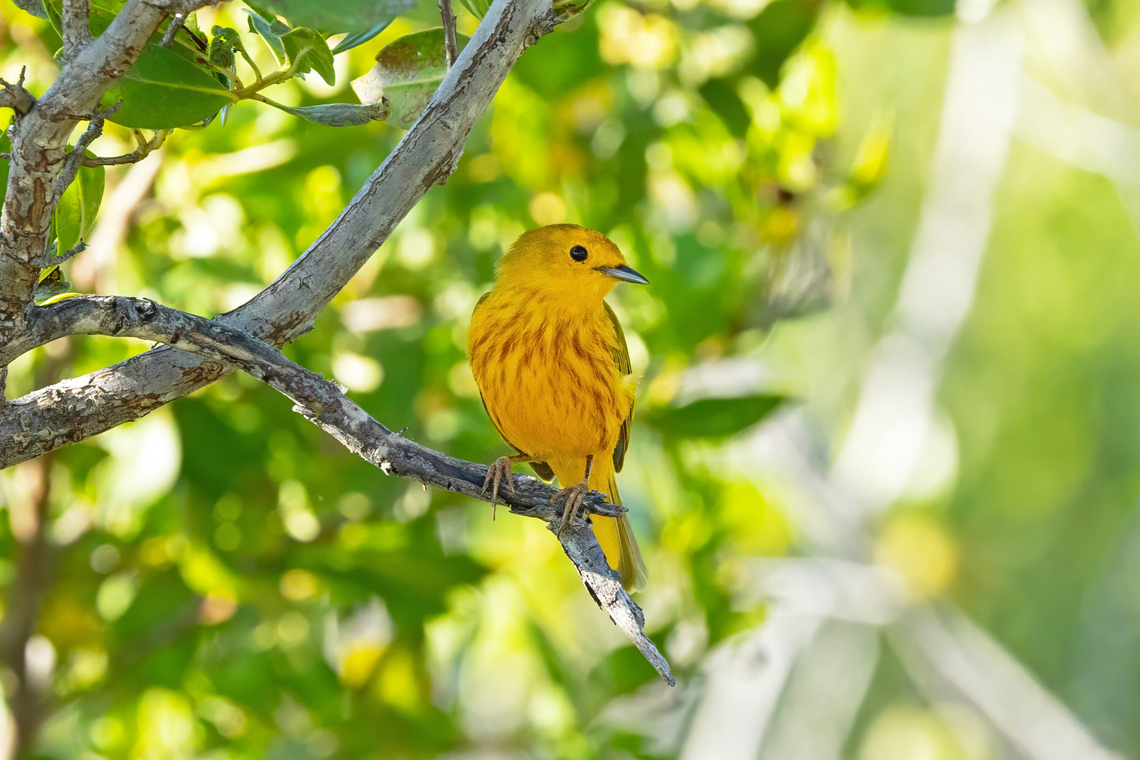 Yellow Warbler (Setophaga petechia) Cabo Rojo Peninsula, Puerto Rico. Nov 20, 2024 Fall,Geotagged,Puerto Rico,Setophaga petechia,Yellow Warbler