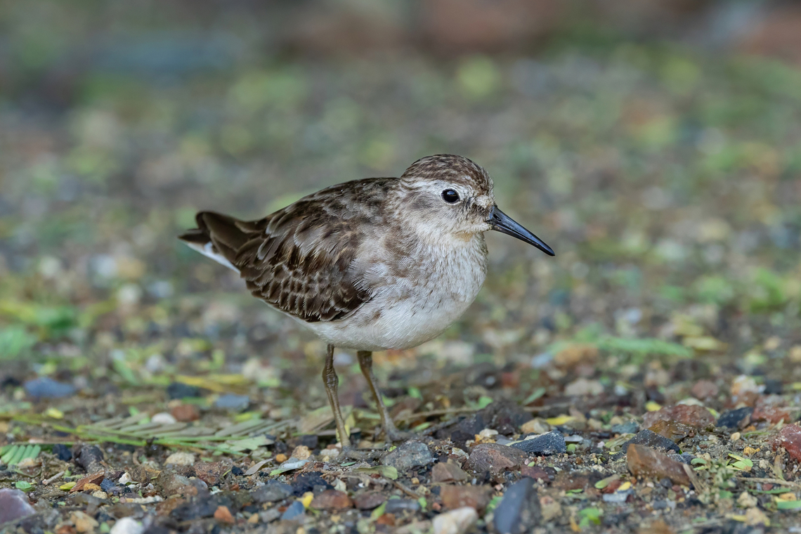 Least sandpiper (Calidris minutilla) Cabo Rojo Peninsula, Puerto Rico. Nov 20, 2024 Calidris minutilla,Fall,Geotagged,Least sandpiper,Puerto Rico