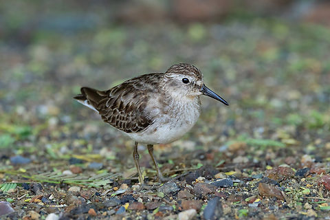 Least sandpiper (Calidris minutilla) Cabo Rojo Peninsula, Puerto Rico. Nov 20, 2024 Calidris minutilla,Fall,Geotagged,Least sandpiper,Puerto Rico