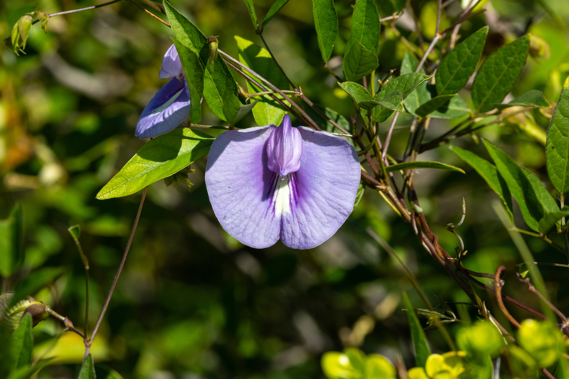 Butterfly Pea (Centrosema virginianum) Cabo Rojo Peninsula, Puerto Rico. Nov 20, 2024 Centrosema virginianum,Fall,Geotagged,Puerto Rico,Spurred Butterfly Pea